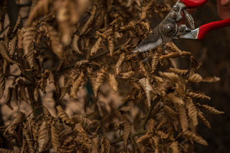 Laubentsorgung auf Rasen-, Beet- und Wegflächen