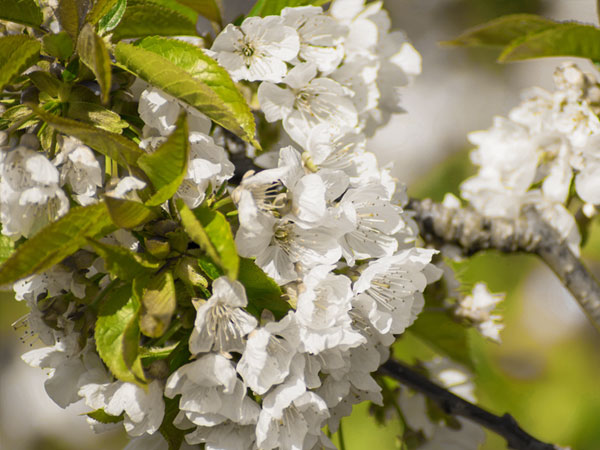>Gartenpflege Sebastian Wagner - Gärtnermeister und Gartenbautechniker
